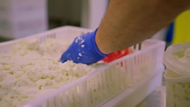 Виробництво Молочних Сирів Виробник Сиру Збирає Свіжоприготований Сир Шпателем Кладе — стокове відео