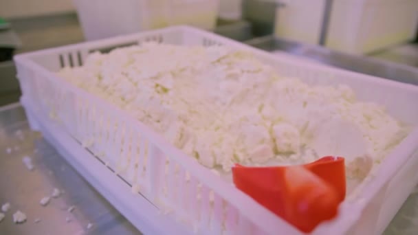 Сырная Лопатка Лежит Контейнере Свежим Органическим Сыром Крупным Планом Вкусный — стоковое видео