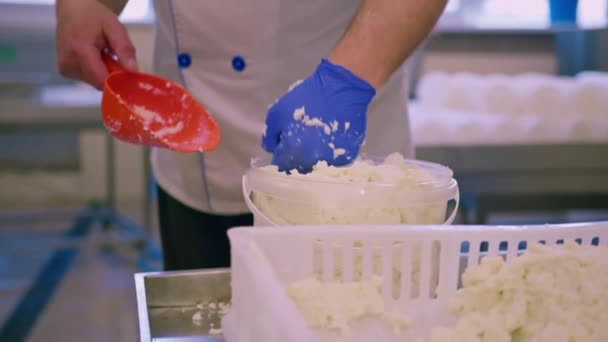 乳酪的生产奶酪制造商用铲子收集新准备的乳酪 并将其放入容器 — 图库视频影像