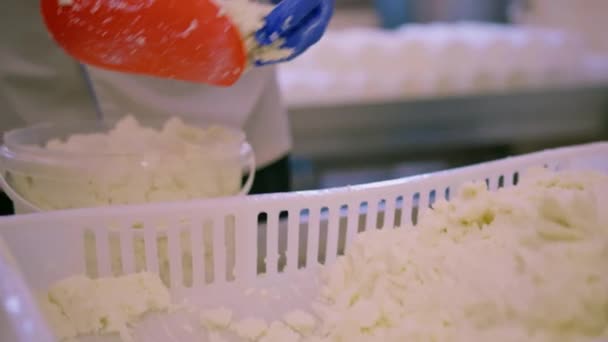 乳酪的生产奶酪制造商用铲子收集新准备的乳酪 并将其放入容器 — 图库视频影像