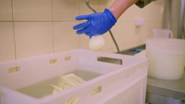 Peynir üreticisi, beyaz mozzarellayı metal bir fıçıdan elleriyle çıkararak bir topu şişiriyor.