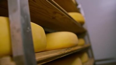 Peynir olgunlaştırıcı ambardaki ahşap raflarda peynir kafalar. Üretim kavramı hariç lezzetli peynirler.