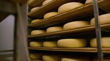 Peynir olgunlaştırıcı ambardaki ahşap raflarda peynir kafalar. Üretim kavramı hariç lezzetli peynirler.