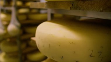 Peynir olgunlaştırıcı ambardaki ahşap raflarda peynir kafalar. Üretim kavramı hariç lezzetli peynirler.