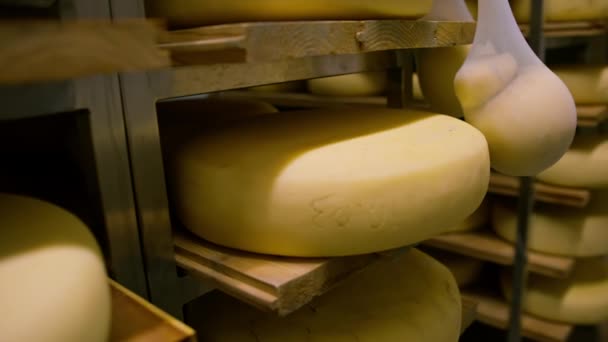 Peynir Olgunlaştırıcı Ambardaki Ahşap Raflarda Peynir Kafalar Üretim Kavramı Hariç — Stok video