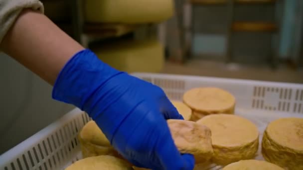 チーズの熟成倉庫でチーズの頭 生産のおいしいチーズの手 チーズのクローズアップを保持する — ストック動画