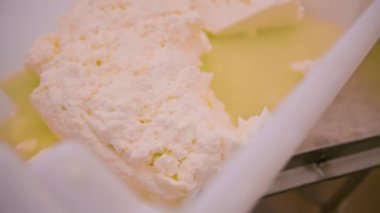 Üretim için yumuşak peynir kalıpları dolduruluyor Peynir tuzlu suya batırılıyor.
