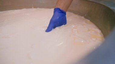 Peynir fabrikasındaki süt karıştırma peynir üreticisi peyniri elle kontrol eder büyük bir tank içinde pastörizasyon peynir üretim peynir fabrikasında