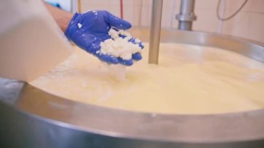 Peynir fabrikasındaki süt karıştırma peynir üreticisi peyniri elle kontrol eder büyük bir tank içinde pastörizasyon peynir üretim peynir fabrikasında