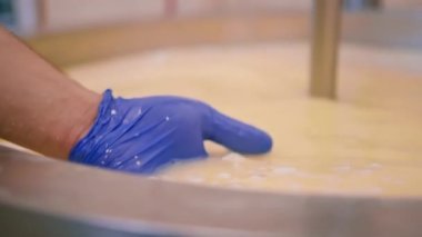 Peynir fabrikasındaki süt karıştırma peynir üreticisi peyniri elle kontrol eder büyük bir tank içinde pastörizasyon peynir üretim peynir fabrikasında
