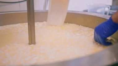 Peynir fabrikasındaki süt karıştırma peynir üreticisi peyniri elle kontrol eder büyük bir tank içinde pastörizasyon peynir üretim peynir fabrikasında