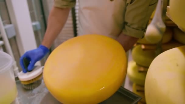 Männliche Hände Handschuhen Reinigen Käse Mit Pinsel Lager Milchviehbetrieb Erfolgreiches — Stockvideo