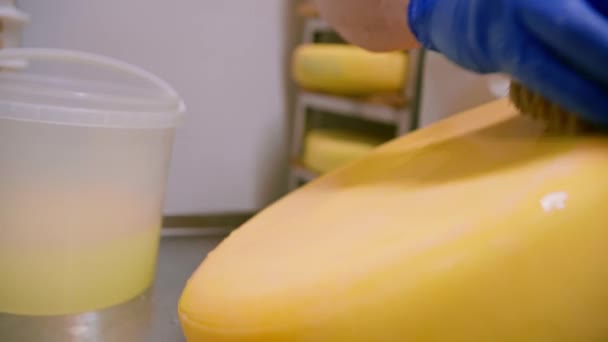 Een Kaasmaker Handschoenen Reinigt Kaas Met Een Borstel Melkveehouderijmagazijn Zuivelproductie — Stockvideo