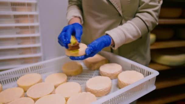 Mannelijke Handen Handschoenen Schoonmaken Kaas Borstel Magazijn Melkveehouderij Zuivelproductie Succesvol — Stockvideo