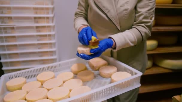 농장에서 브러시로 치즈를 장갑에 유제품 성공적인 — 비디오
