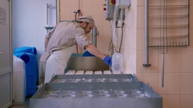 Peynir üreticisi, peynir üretimi için peynirleri kalıplara döküyor.
