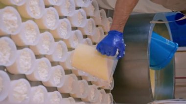 Peynir üreticisi, peynir üretimi için peynirleri kalıplara döküyor.