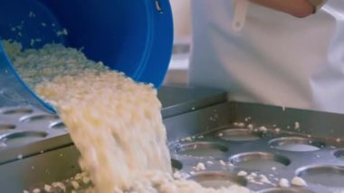 Peynir üreticisi, peynir üretimi için peynirleri kalıplara döküyor.