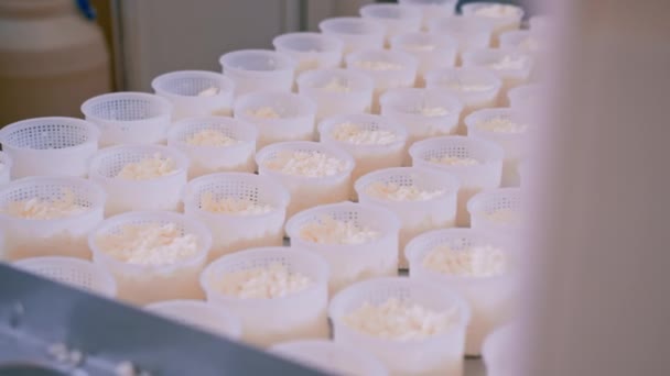 Friss Sajt Öntött Penész Készítéséhez Brie Sajt Kézműves Sajtgyártás Közelkép — Stock videók