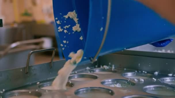 Käsemacher Gießt Frischkäse Formen Die Brie Käse Craft Käse Produktion — Stockvideo