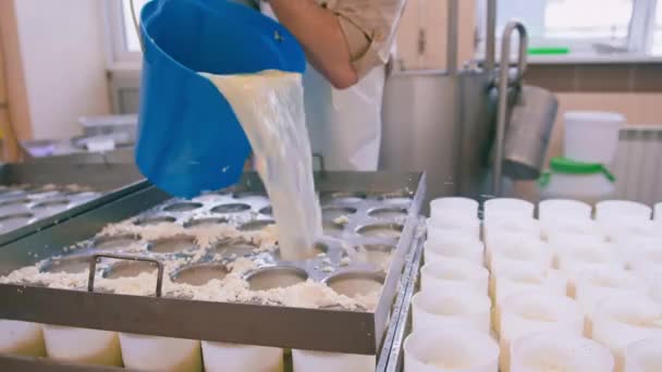 Pembuat Keju Menuangkan Keju Segar Dalam Cetakan Yang Membuat Keju — Stok Video