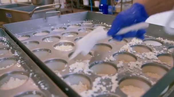Cheese Maker Pours Fresh Cheese Molds Making Brie Cheese Craft — Stock Video
