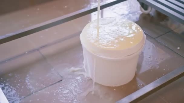 Het Maken Van Brie Kaas Een Ambachtelijke Kaasfabriek Close Van — Stockvideo