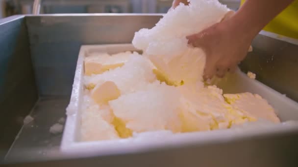 Productie Van Zuivelkazen Kaasmaker Neemt Witte Mozzarella Uit Metalen Vat — Stockvideo
