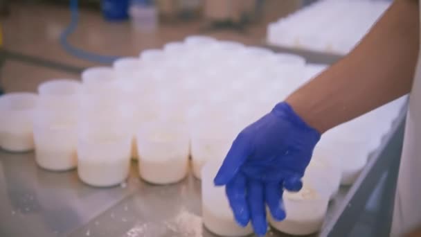 Ένας Εργαζόμενος Ένα Εργοστάσιο Τυριών Χειροτεχνίας Παραδίδει Κενά Τυριού Παραγωγής — Αρχείο Βίντεο