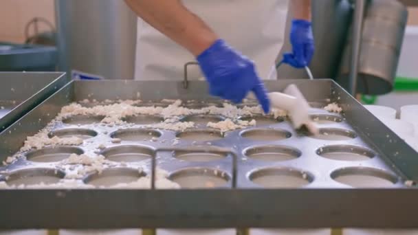 Cheese Maker Pours Fresh Cheese Molds Making Brie Cheese Craft — Stock Video