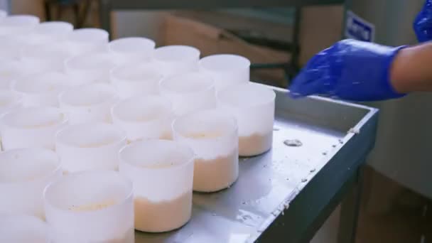 Een Arbeider Een Ambachtelijke Kaasfabriek Draait Kaasspleten Productie Zachte Kaas — Stockvideo
