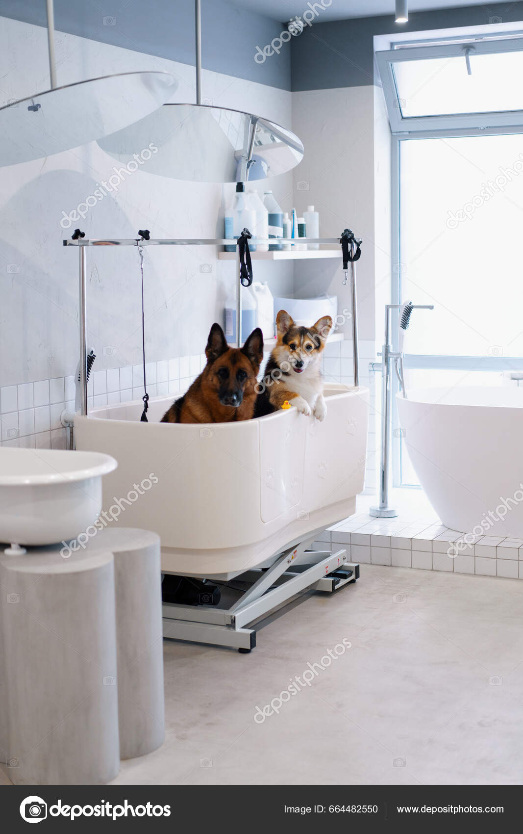 Grooming Salons Zen Dog Grooming Jacksonville Fl Zen Dog Salon