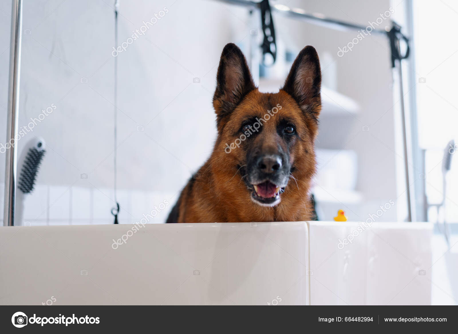 Big shepherd dog deals