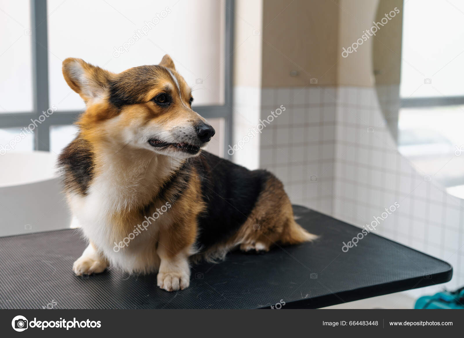 Portrait Small Cute Fluffy Corgi Dog Beauty Salon Procedure Beauty