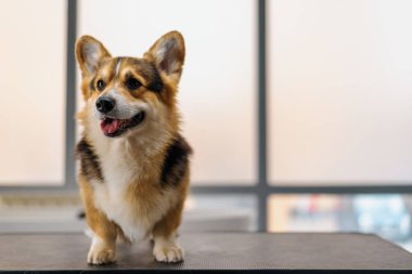 Güzellik ve evcil hayvan bakımı konseptinden önce güzellik salonunda pofuduk bir Corgi sosislinin portresi.