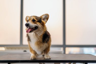 Güzellik ve evcil hayvan bakımı konseptinden önce güzellik salonunda pofuduk bir Corgi sosislinin portresi.