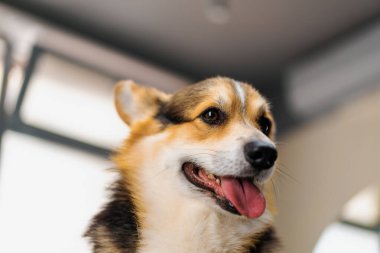 Güzellik ve evcil hayvan bakımı konseptinden önce güzellik salonunda pofuduk bir Corgi sosislinin portresi.