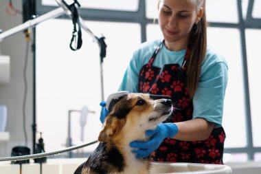 Bir kuaför, kuaför kuaföründe özel bir şampuanla banyoda bir corgi köpeğini yıkar.