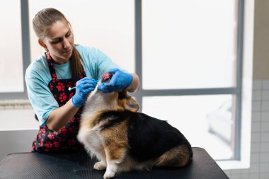 Kuaför kuaför, kuaför evcil hayvan bakımında macunla bir corgi köpeğinin dişlerini fırçalama prosedürünü gerçekleştirir.