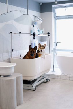 Büyük banyodaki kuaförde büyük şirin bir çoban ve Corgi köpeği var. Evcil hayvan bakımı, temizlik, dikkat çekme gibi detaylardan önce.