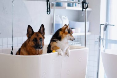 Büyük banyodaki kuaförde büyük şirin bir çoban ve Corgi köpeği var. Evcil hayvan bakımı, temizlik, dikkat çekme gibi detaylardan önce.