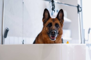 Büyük banyodaki kuaförde büyük şirin çoban köpeği. Hayvan bakımı, temizlik, dikkat çekme gibi detaylardan önce.