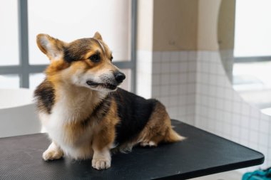 Güzellik ve evcil hayvan bakımı konseptinden önce güzellik salonunda pofuduk bir Corgi sosislinin portresi.