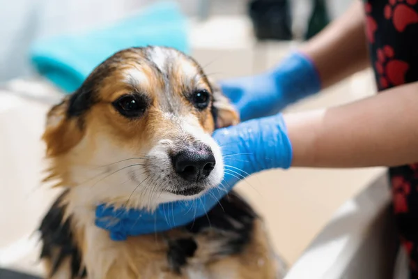Ένα Groomer Πλένει Corgi Σκυλί Στο Μπάνιο Ένα Ειδικό Σαμπουάν — Φωτογραφία Αρχείου