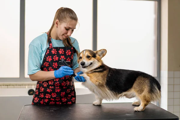 Young Girl Groomer Carefully Trims Legs Corgi Dog Cuts Fur — Stock Photo, Image