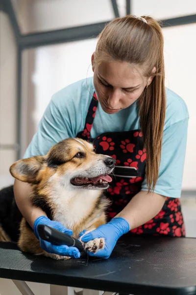 Young Girl Groomer Carefully Trims Legs Corgi Dog Cuts Fur — Stock Photo, Image