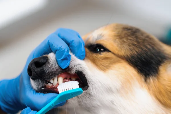 Ošetřovatel Provádí Proceduru Čištění Zubů Psa Corgi Pastou Salonu Péče — Stock fotografie