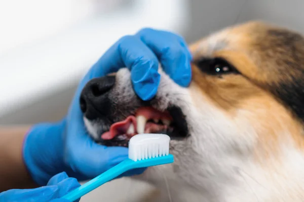 Φροντιστής Εκτελεί Διαδικασία Βούρτσισμα Των Δοντιών Ενός Σκύλου Corgi Πάστα — Φωτογραφία Αρχείου
