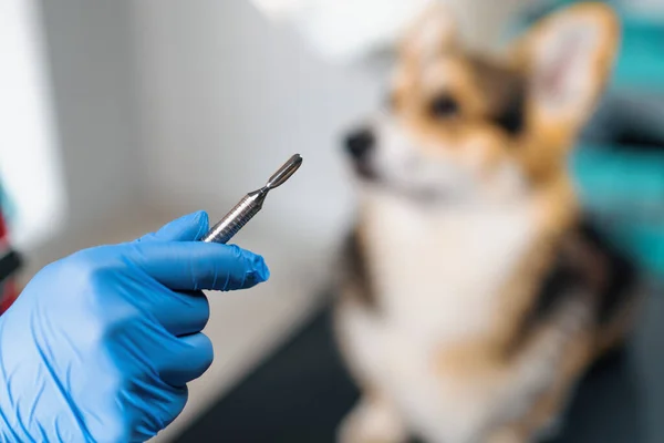 Groomer Holds Tool Removing Tartar Animal Mouth Salon Pet Care — Stock Photo, Image