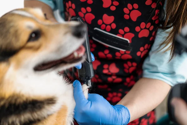 Groomer Carefully Trims Legs Corgi Dog Cuts Fur Professional Salon — Stock Photo, Image